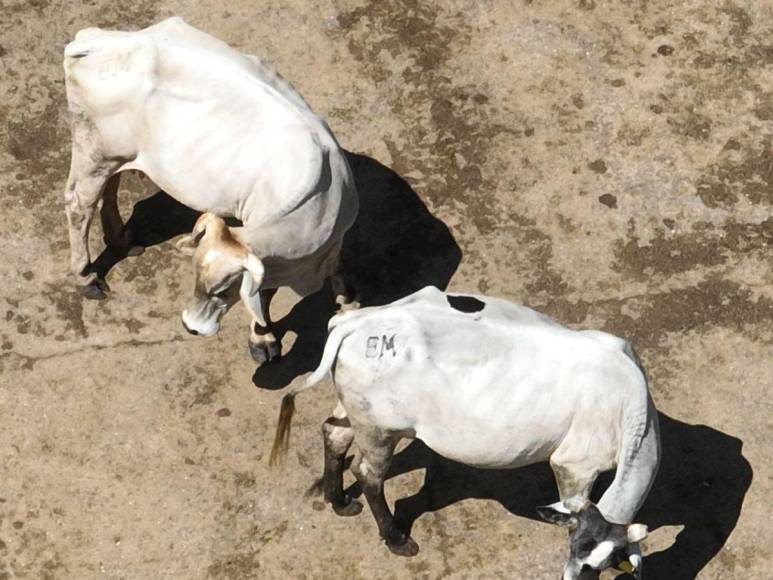 Ganado y una granja avícola: nuevos bienes asegurados a exalcalde de Lepaera, Edgar Murillo