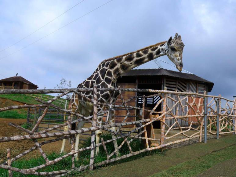 Le quitaron la piel y la enterraron donde habitaba: ¿qué pasó con los restos de la famosa jirafa Big Boy?