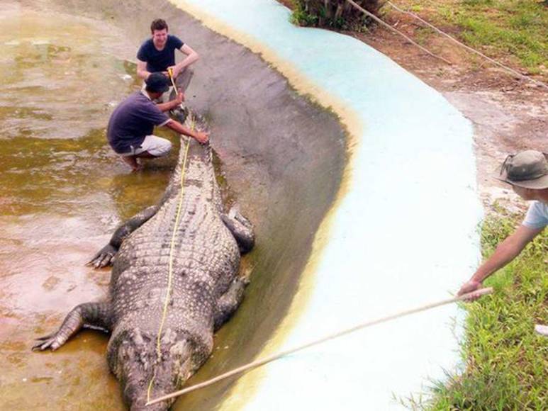 Lolong: La historia del cocodrilo más grande del mundo en cautiverio