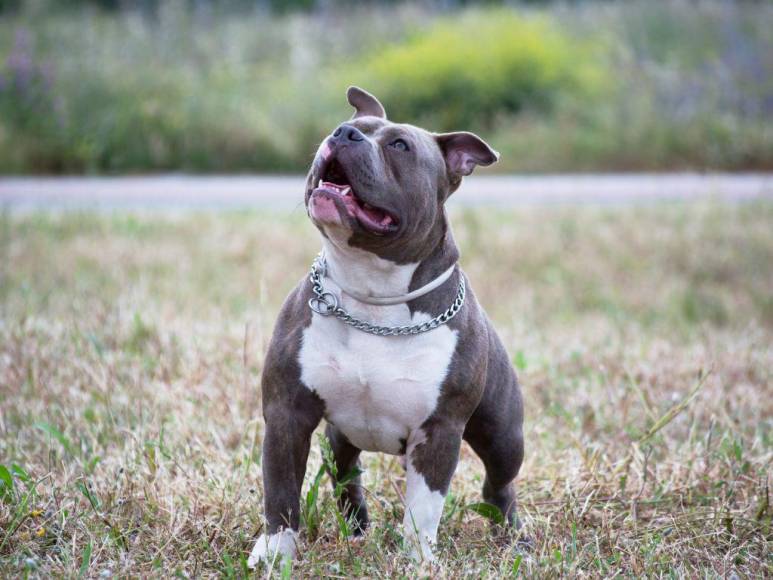 Los 15 datos que debes conocer sobre los pitbulls