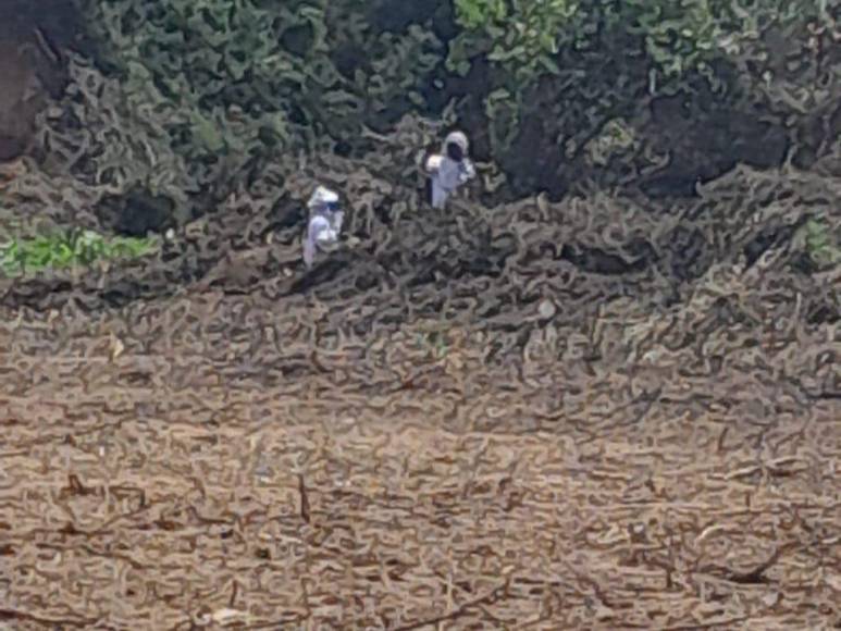 Fue atacado por enjambre de abejas africanizadas mientras medía un terreno: lo que se sabe de la muerte de anciano en La Ceiba