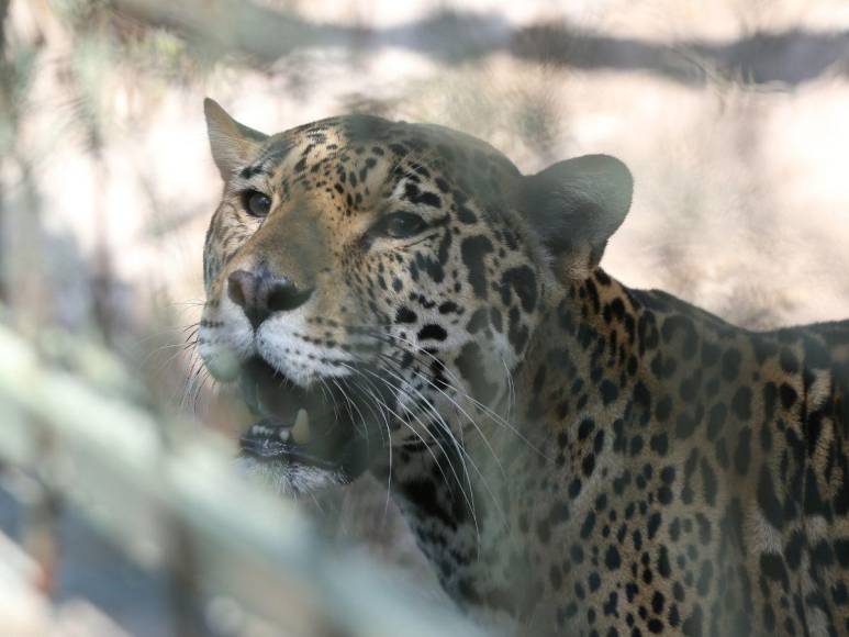 Estos son los felinos y aves que están en recuperación para ser liberados