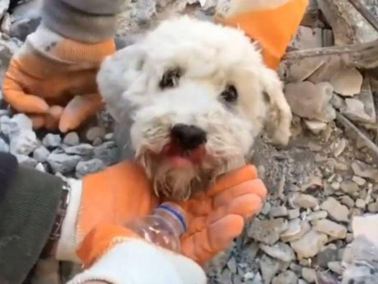 Así fue el impresionante rescate de un perrito entre los escombros cuatro días después del terremoto en Turquía