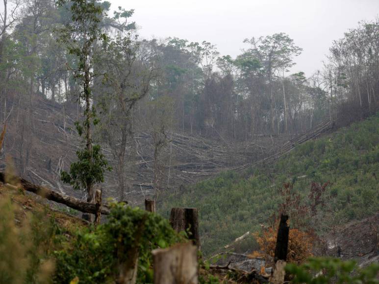 Destruida y deforestada: así se encuentra la zona núcleo de la Biósfera del Río Plátano