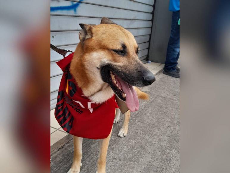 Mascotas, la “Rixineta” y otras curiosidades durante la marcha del 1 de mayo en la capital