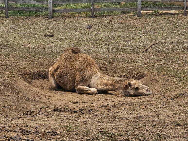 ¿En qué condiciones se encontraban los animales rescatados en Joya Grande?