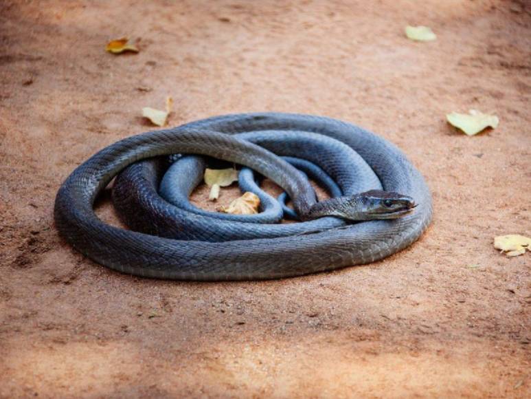 Mamba negra ingresó al aula, mordió a una alumna y la mató: trágico adiós a Melody