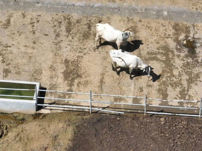 Ganado y una granja avícola: nuevos bienes asegurados a exalcalde de Lepaera, Edgar Murillo