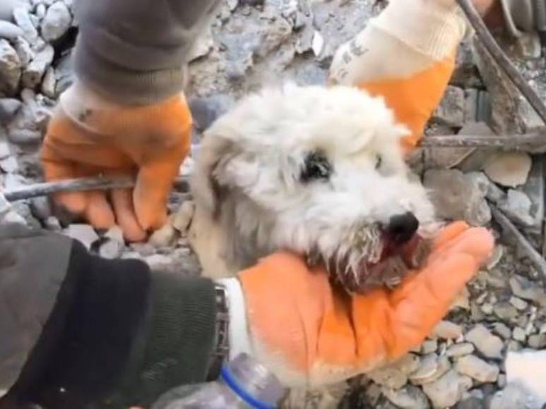 Así fue el impresionante rescate de un perrito entre los escombros cuatro días después del terremoto en Turquía