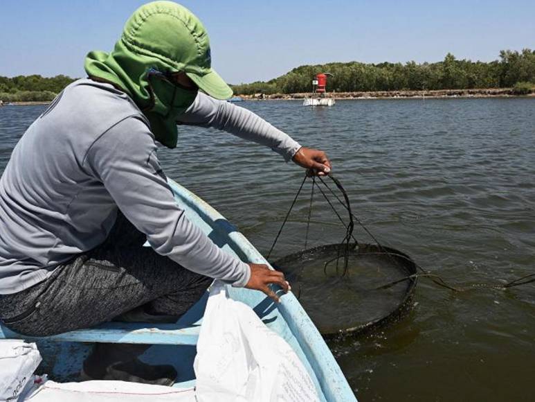 Camaroneros piden a Cancillería intervenir ante cierre de mercado mexicano