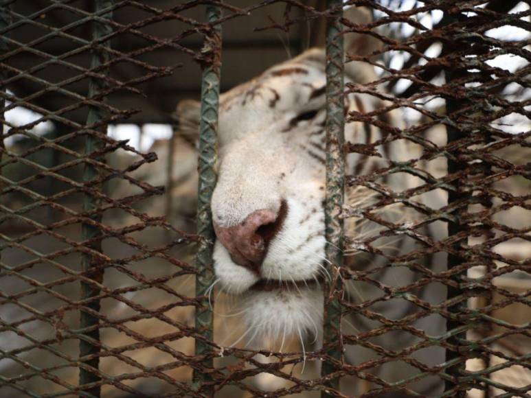 Así son los tigres y leones que serían sacrificados por falta de alimentos en Joya Grande