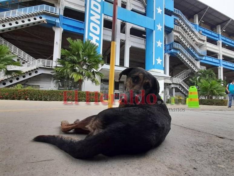 Caninos, Olímpico vacío y futbolistas listos: imágenes de la previa Honduras vs. México