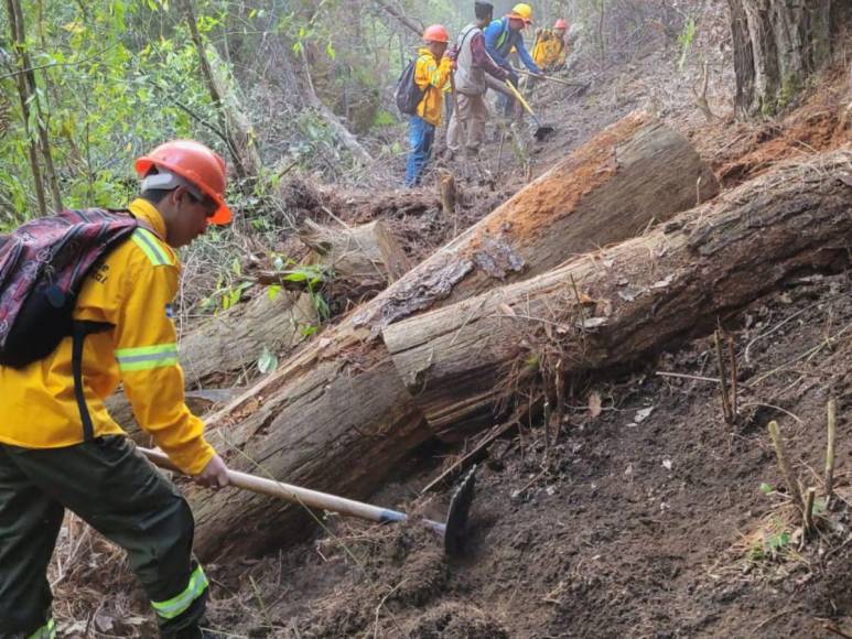 Las impactantes imágenes del incendio forestal que arrasó con todo a su paso en cerro El Trigo