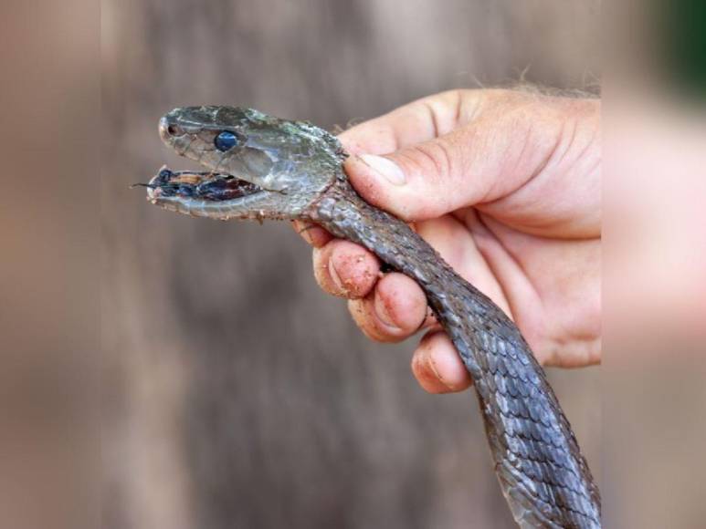 Mamba negra ingresó al aula, mordió a una alumna y la mató: trágico adiós a Melody