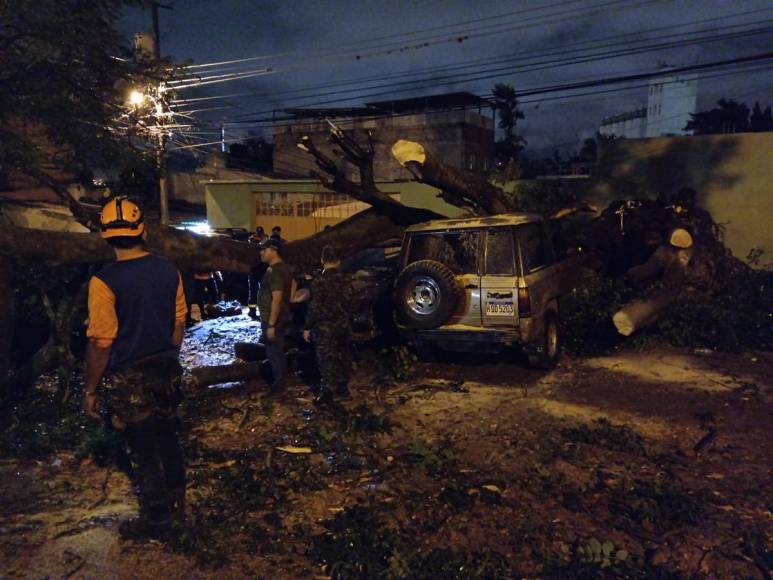 Enorme árbol cae y destruye varios vehículos en colonia Kennedy