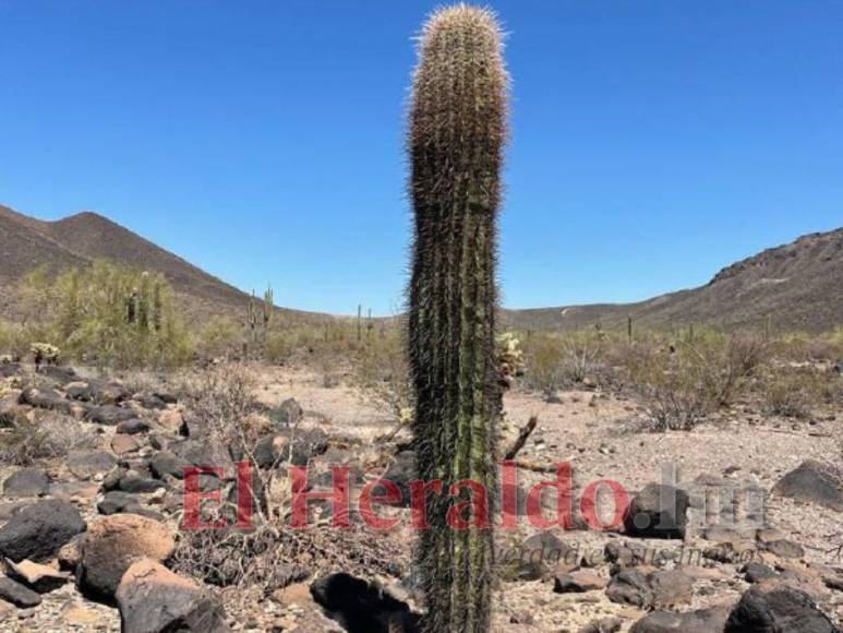 Un sol ardiente, sin agua y sin comida: Así es el desierto que pasan los migrantes en su travesía a EEUU