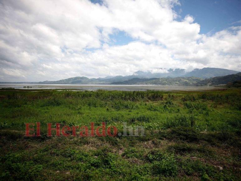 Heces, metales pesados y agroquímicos matan lentamente el Lago de Yojoa (FOTOS)