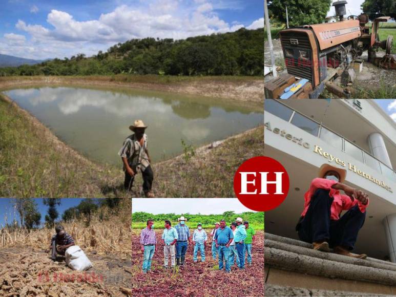 Iniciativas improductivas y políticas que no resuelven nada: La plaga que desalienta a los productores en Honduras