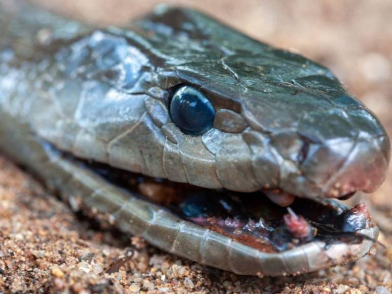 Mamba negra ingresó al aula, mordió a una alumna y la mató: trágico adiós a Melody