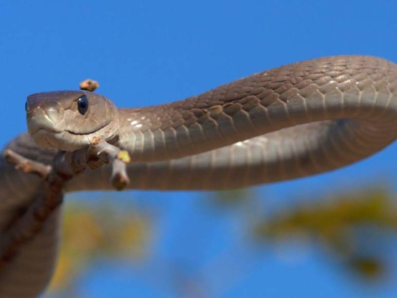 Mamba negra ingresó al aula, mordió a una alumna y la mató: trágico adiós a Melody