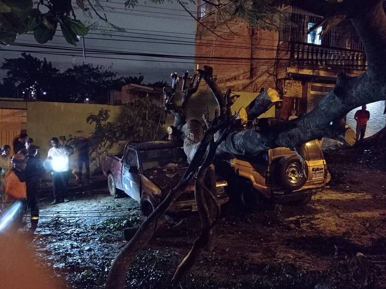 Enorme árbol cae y destruye varios vehículos en colonia Kennedy