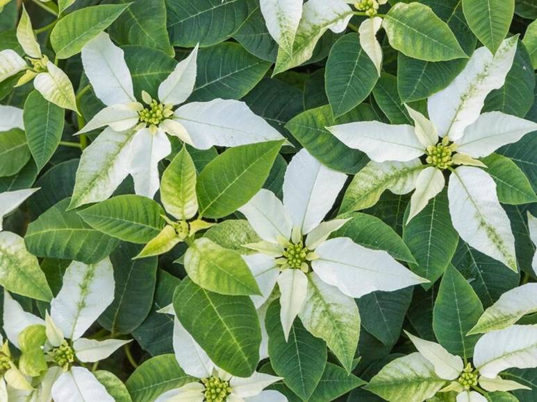 ¿Poinsettia? ¿Nochebuena? o ¿Pascuas? La flor símbolo de la Navidad