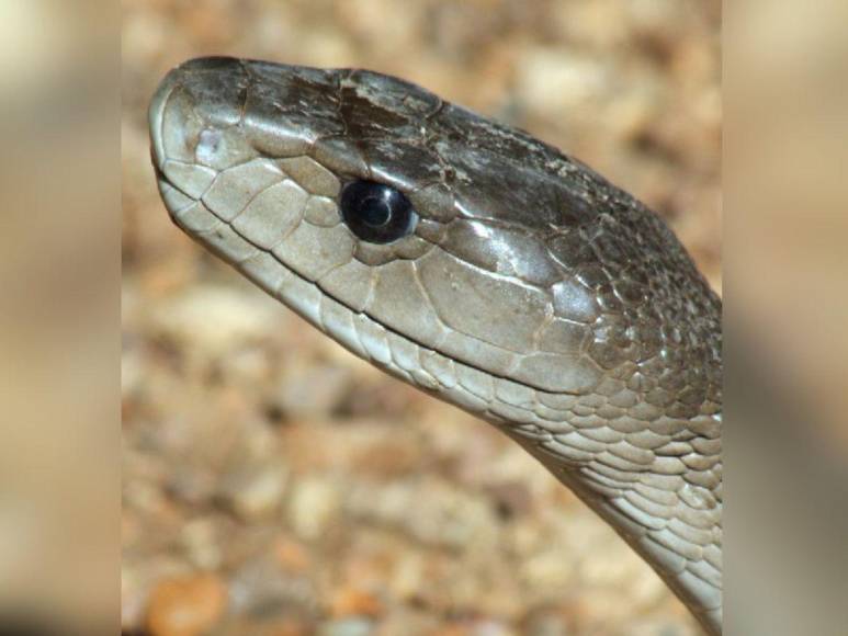 Mamba negra ingresó al aula, mordió a una alumna y la mató: trágico adiós a Melody