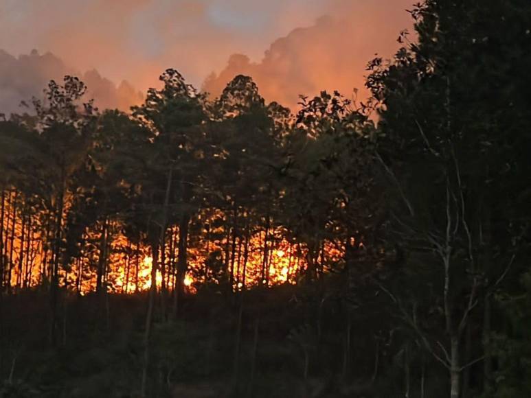 Las impactantes imágenes del incendio forestal que arrasó con todo a su paso en cerro El Trigo