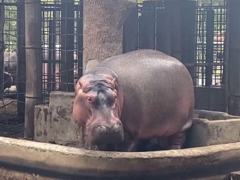 Tras controvertido cierre, Zoológico Joya Grande reabre sus puertas