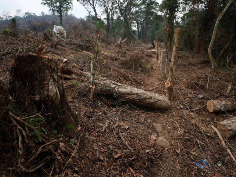 Ocupación de tierras, narcocarreteras y deforestación: conflicto en el río Plátano