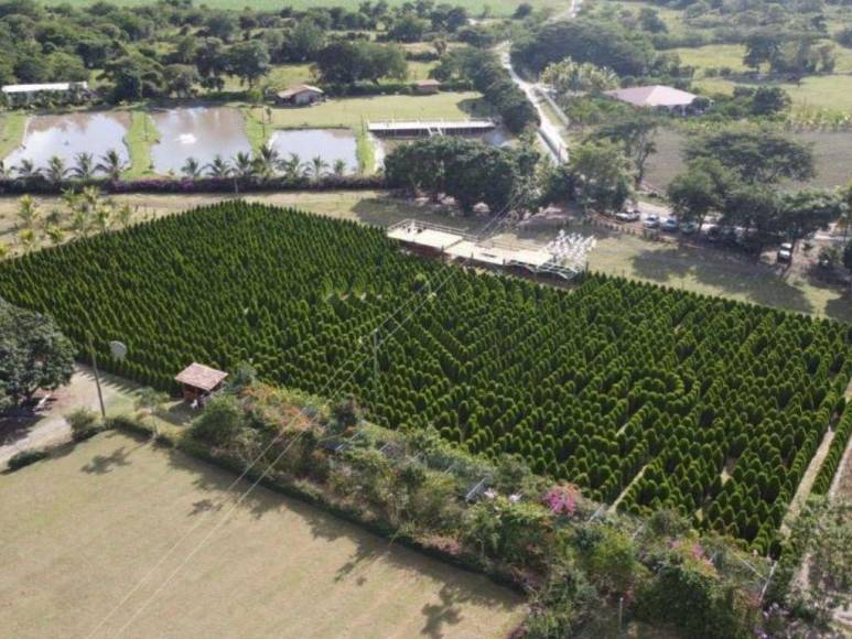 Laberinto de Cipreses, el nuevo atractivo turístico que es sensación en Comayagua