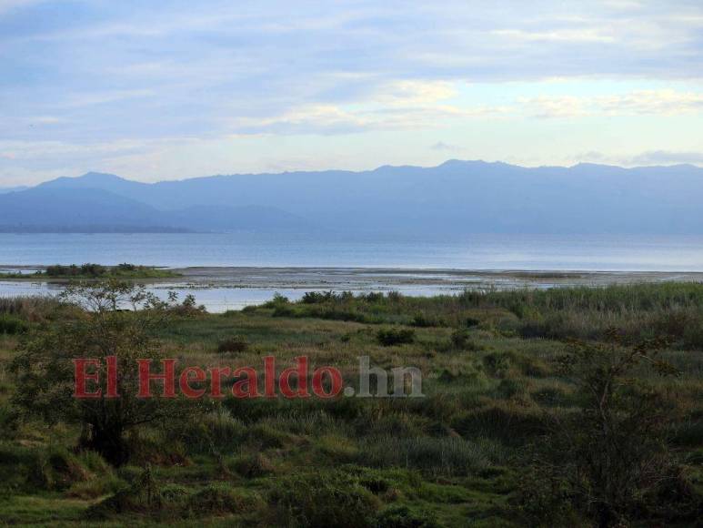 Heces, metales pesados y agroquímicos matan lentamente el Lago de Yojoa (FOTOS)