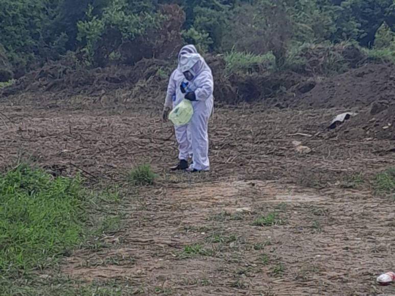 Fue atacado por enjambre de abejas africanizadas mientras medía un terreno: lo que se sabe de la muerte de anciano en La Ceiba