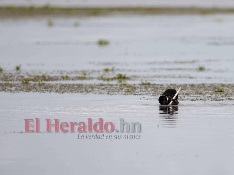 Heces, metales pesados y agroquímicos matan lentamente el Lago de Yojoa (FOTOS)