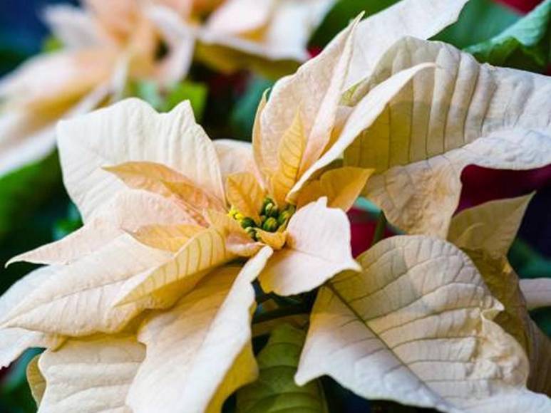 ¿Poinsettia? ¿Nochebuena? o ¿Pascuas? La flor símbolo de la Navidad