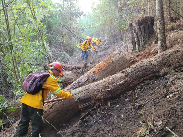 Las impactantes imágenes del incendio forestal que arrasó con todo a su paso en cerro El Trigo