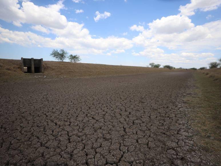 Alarmante cierre de fincas de camarón en Honduras, ¿cuál es la razón?