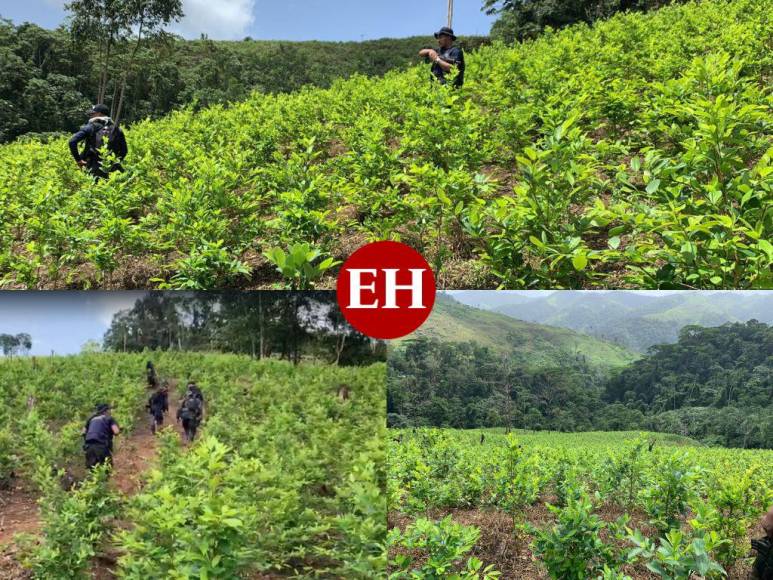 Así era la plantación de droga hallada en el Parque Nacional Patuca, considerada la más grande de Centroamérica