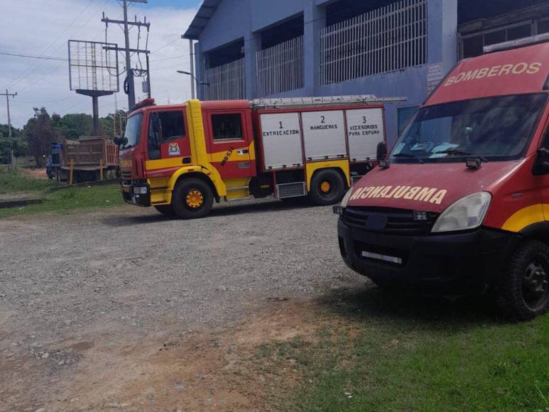 Fue atacado por enjambre de abejas africanizadas mientras medía un terreno: lo que se sabe de la muerte de anciano en La Ceiba