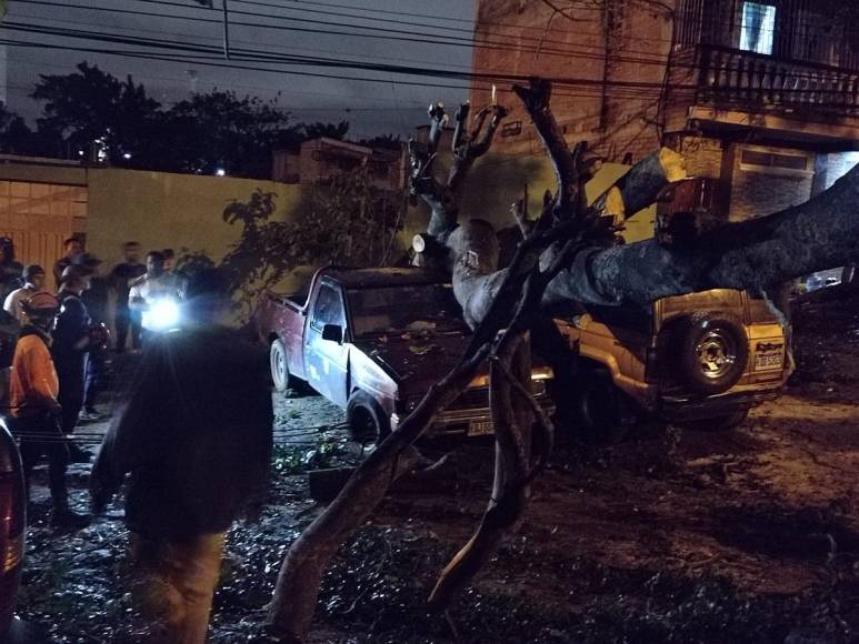 Enorme árbol cae y destruye varios vehículos en colonia Kennedy