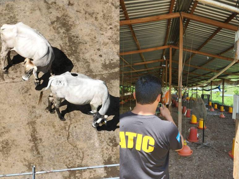 Ganado y una granja avícola: nuevos bienes asegurados a exalcalde de Lepaera, Edgar Murillo