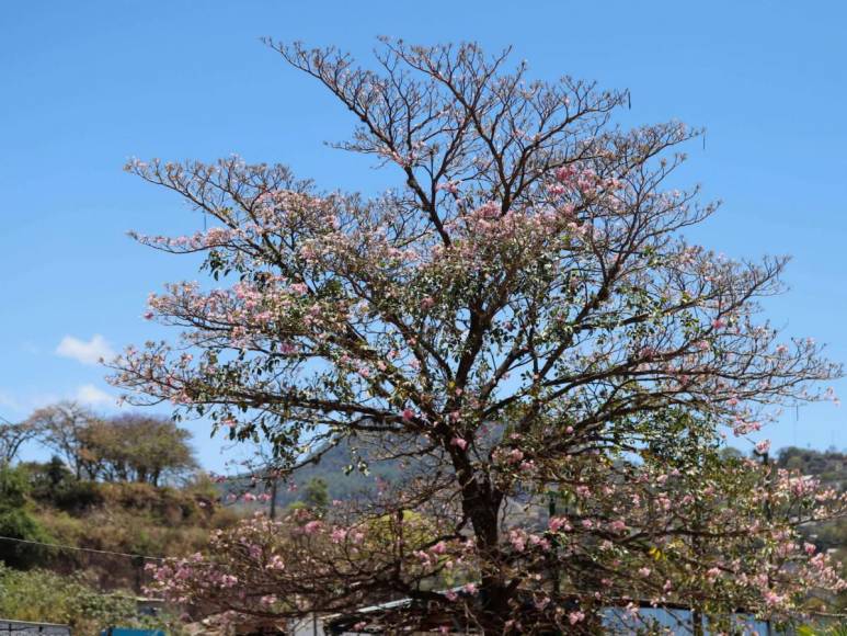 Macuelizo, napoleón y jacaranda florecen a plena luz del sol en la capital de Honduras