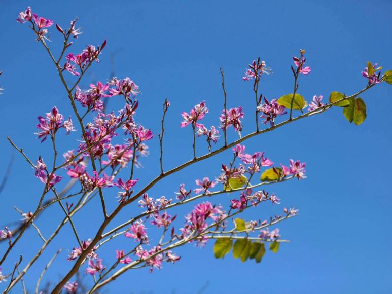 Macuelizo, napoleón y jacaranda florecen a plena luz del sol en la capital de Honduras