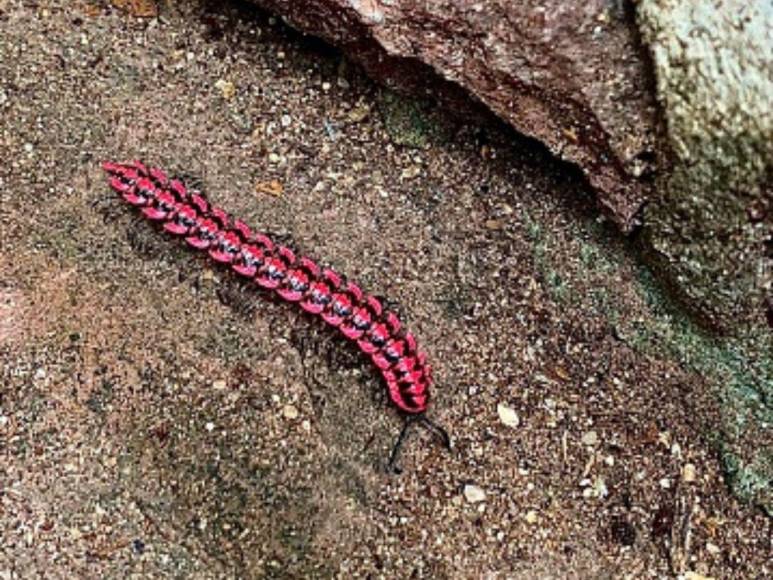 Comió gusanos y bebió su propia orina, así sobrevivió un boliviano durante un mes en la selva amazónica