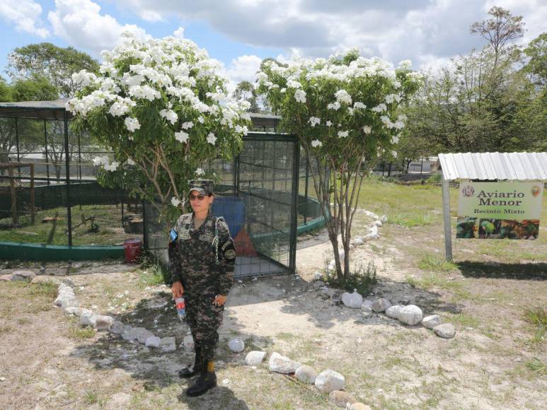 Estos son los felinos y aves que están en recuperación para ser liberados