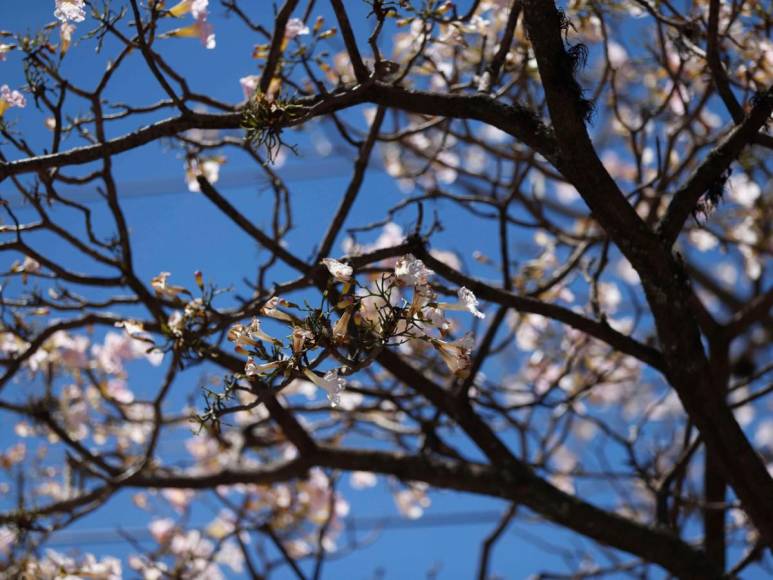 Macuelizo, napoleón y jacaranda florecen a plena luz del sol en la capital de Honduras