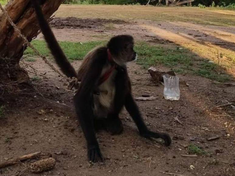 Rescatan a mono araña que iban a comercializar en Gualaco, Olancho