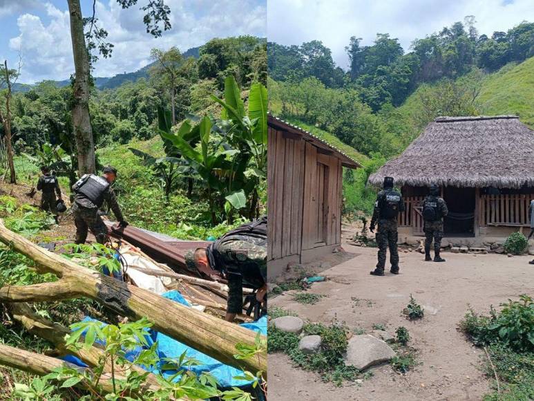 Invadidas, deforestadas o con cultivos prohibidos están varias zonas protegidas