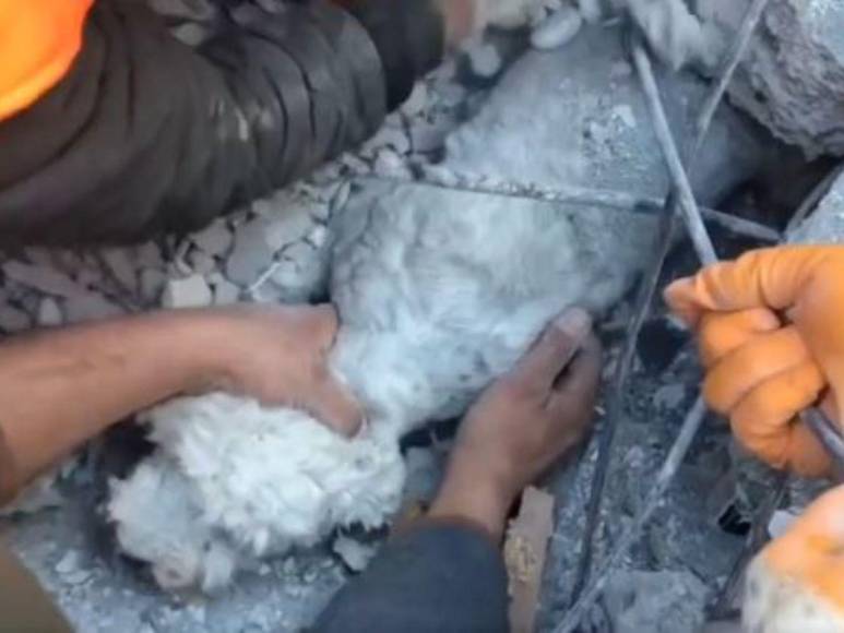 Así fue el impresionante rescate de un perrito entre los escombros cuatro días después del terremoto en Turquía