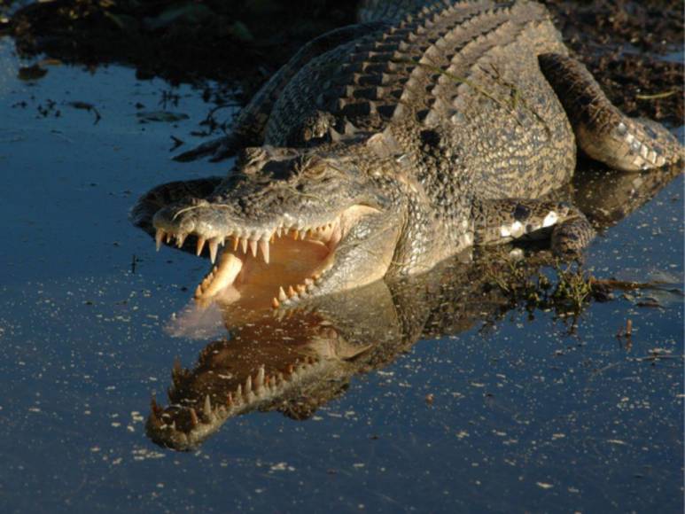 Alerta en Cantarranas y alrededores por presencia de cocodrilos en los ríos